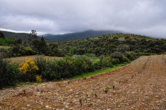 COLMENAR DE MONTEMAYOR